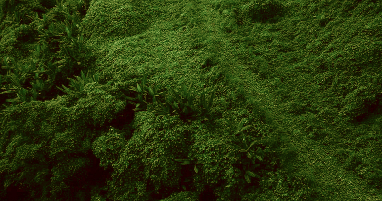arbres plantés